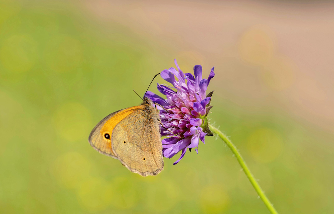 Fertilizantes-de-alta-eficiencia-ecologicos-naturales-Naturbrand